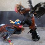 Peleas de gallos: deporte, cultura o maltrato