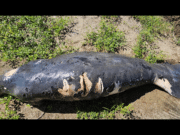 Muere manatí golpeado con hélice de embarcación