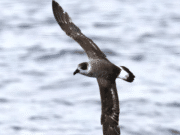 Incluyen al diablotín como especie en peligro de extinción