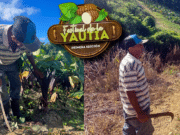 Camuy se prepara primer Festival de la Yautía