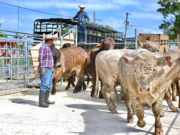 Adquieren toros y novillas para adaptarlos a altas temperaturas
