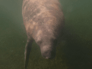 Manatí Moisés se recupera de heridas causadas por embarcación