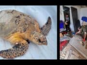 Sentencian a juanadino por posesión ilegal de carey