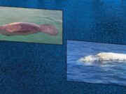 Recursos Naturales informa la muerte de una ballena jorobada y un manatí bebé