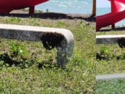 Preocupan abejas en área infantil de Salinas