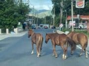 Hombre grave tras accidente con equino en San Lorenzo