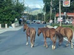 Hombre grave tras accidente con equino en San Lorenzo
