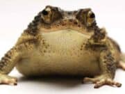 Disney extiende su «magia» al sapo concho boricua