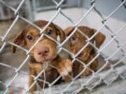 Municipio de San Juan celebrará feria de adopción de mascotas