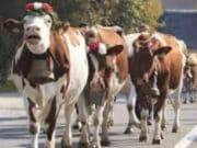 Pasarela de las vacas más hermosas de Lares en evento cultural