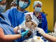 Nació la hija de la orangután Luna en Busch Gardens