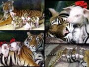 Tigresa da lección de amor y adopta cerditos