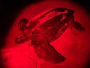 Reaparece en Ponce tinglar desaparecido hace 6 años