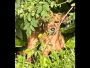 Arrojan a perro en una bolsa en Naguabo