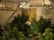 Hallan invernadero de marihuana en Carolina