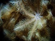 Advierten sobre peligrosa especie invasora de coral