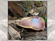 Encuentran resto de tortuga junto a cuchillo