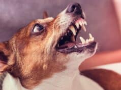 Perro ataca a octogenaria en Coamo