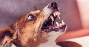 Perro ataca a octogenaria en Coamo