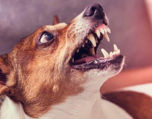 Perro ataca a octogenaria en Coamo