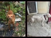 Encuentran dos canes en estados de desnutrición