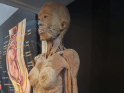 Llega a Puerto Rico ‘Bodies: Cuerpos Humanos Reales’