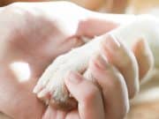 PR Animals participará en la Semana Nacional de Adopciones