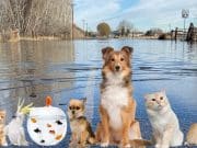 No abandone su mascota durante una emergencia