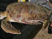 Muere otra tortuga golpeada por embarcación