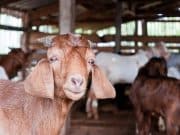 Cataño celebrará el Festival Nacional del Cabro