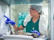 Petco Love aporta al Centro de Protección y Adopción de Animales de San Juan