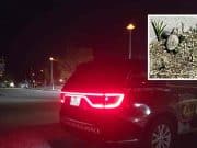 Reclaman Ponce cambie sus luminarias costeras por efecto en las tortugas marinas