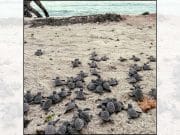 Tortugueros del Sur liberará tortugas que han podido salvar en Ponce