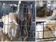 Operativo policial rescata 170 animales en criadero clandestino en Gurabo