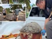 Perros realengos asesinan a tortuga en peligro de extinción en playa de Santa Isabel