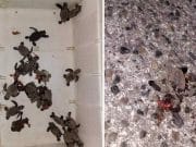 Claman por un cambio urgente en luminarias de La Guancha para proteger a tortugas marinas