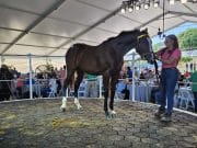 Potrero Los Llanos realiza su subasta de caballos