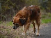 Alcalde de Coamo exige asignen fondos para plan nacional de esterizalización de perros y gatos