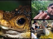 Estudiantes de UPR Ponce se unen a esfuerzos para recuperar el Sapo Concho