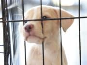 Ponce realizará segunda feria gratuita de adopción de animales