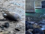 Confirman fallecimiento de manatí hembra y solicita colaboración para localizar cría