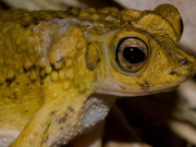 Realizan acuerdo para relocalizar la reproducción del sapo concho a Puerto Rico