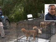 A juicio rescatista de animales acusado de maltrato en Carolina
