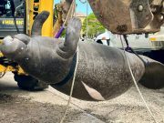 Manatí muere tras impacto de embarcación