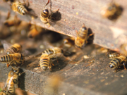 Más fuerte y saludables las abejas boricuas
