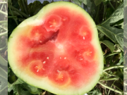 La mosca blanca acecha las sandías santaisabelinas