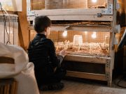 DRNA paraliza construcción de proyecto ‘Pollito Pío Farm’