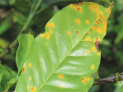 La roya: Una amenaza para el cafetal en la altura