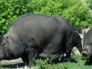 Propuesta para permitir cazar cerdos salvajes sin necesidad de licencia