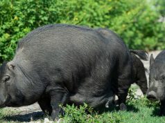 Propuesta para permitir cazar cerdos salvajes sin necesidad de licencia